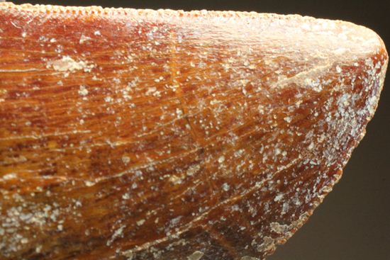 カルカロドントサウルスの歯(その12)