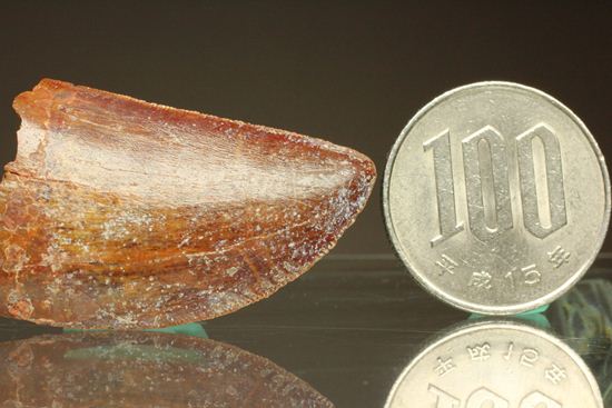 カルカロドントサウルスの歯(その16)
