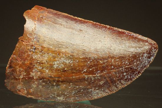 カルカロドントサウルスの歯(その7)