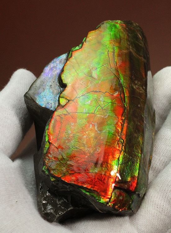 素晴らしい発色のアンモナイト片。プラセンチセラスの外縁部の形状が活きています。/中生代白亜紀（1億3500万 -- 6500万年前）【al115】