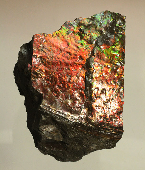 ２００グラムオーバー、赤色主体に光るカナダ産アンモライト化石(Ammolite)（その1）
