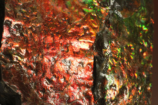 ２００グラムオーバー、赤色主体に光るカナダ産アンモライト化石(Ammolite)（その10）