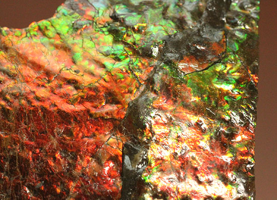 ２００グラムオーバー、赤色主体に光るカナダ産アンモライト化石(Ammolite)（その11）