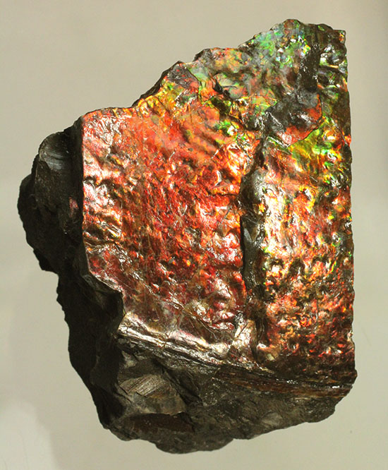 200グラムオーバー、赤色主体に光るカナダ産アンモライト化石(Ammolite)(その12)
