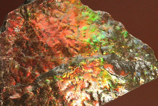 ２００グラムオーバー、赤色主体に光るカナダ産アンモライト化石(Ammolite)（その13）