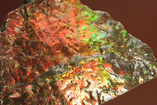 200グラムオーバー、赤色主体に光るカナダ産アンモライト化石(Ammolite)(その13)