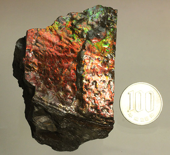 ２００グラムオーバー、赤色主体に光るカナダ産アンモライト化石(Ammolite)（その14）