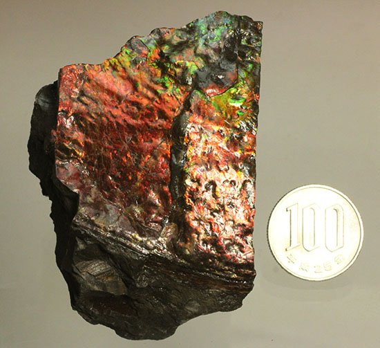 200グラムオーバー、赤色主体に光るカナダ産アンモライト化石(Ammolite)(その14)