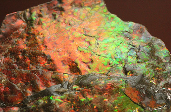 ２００グラムオーバー、赤色主体に光るカナダ産アンモライト化石(Ammolite)/中生代白亜紀（1億3500万 -- 6500万年前）【al118】