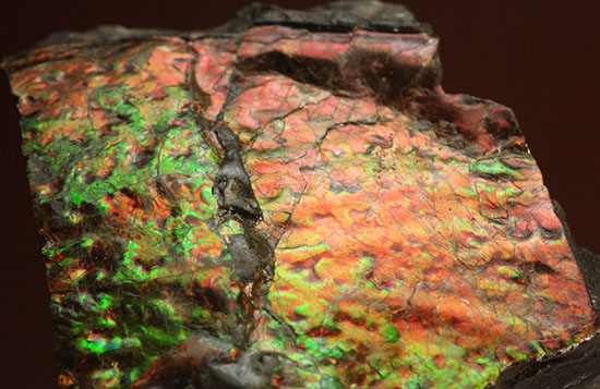 200グラムオーバー、赤色主体に光るカナダ産アンモライト化石(Ammolite)(その3)
