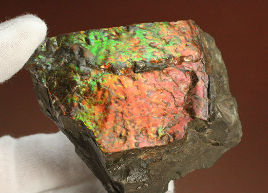 200グラムオーバー、赤色主体に光るカナダ産アンモライト化石(Ammolite)(その4)
