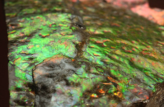 200グラムオーバー、赤色主体に光るカナダ産アンモライト化石(Ammolite)(その5)