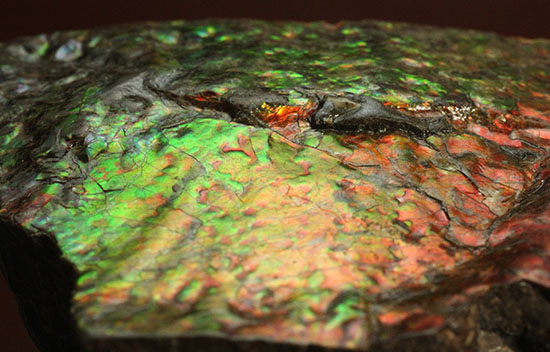 200グラムオーバー、赤色主体に光るカナダ産アンモライト化石(Ammolite)(その6)
