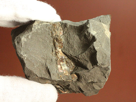 ２００グラムオーバー、赤色主体に光るカナダ産アンモライト化石(Ammolite)（その7）
