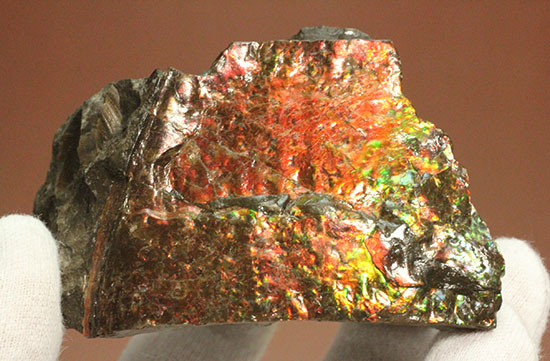 200グラムオーバー、赤色主体に光るカナダ産アンモライト化石(Ammolite)(その9)