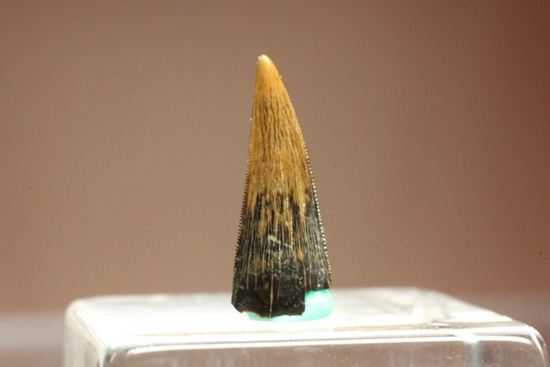 リカルドエステシアの歯(Ricardoestesia Dinosaur Tooth)（その1）