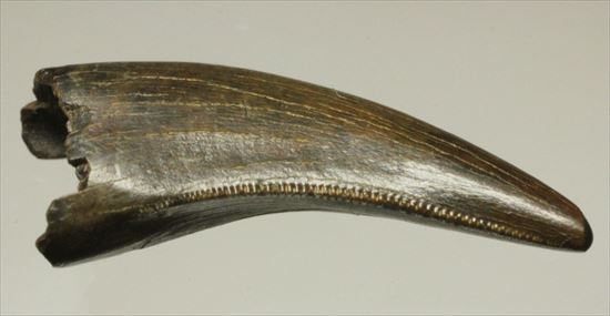 鋭い牙！ドロマエオサウルスの犬歯の化石（その7）