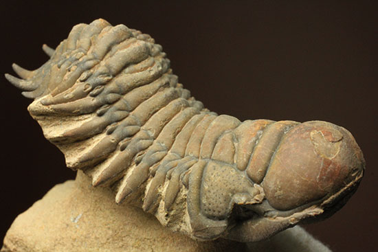 古代のイモムシ三葉虫、クロタロセファルス・ギブス（Crotalocephalus gibbus）（その1）