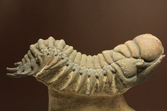 古代のイモムシ三葉虫、クロタロセファルス・ギブス(Crotalocephalus gibbus)(その10)