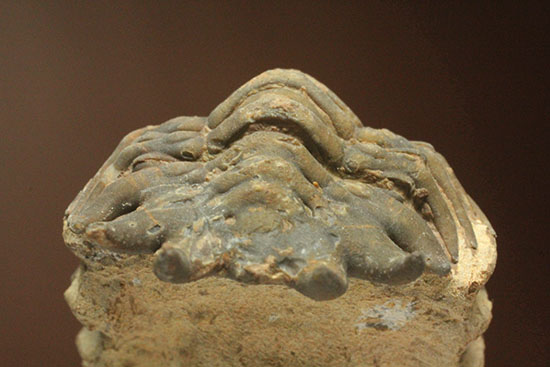 古代のイモムシ三葉虫、クロタロセファルス・ギブス(Crotalocephalus gibbus)(その11)