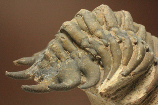 古代のイモムシ三葉虫、クロタロセファルス・ギブス(Crotalocephalus gibbus)(その12)
