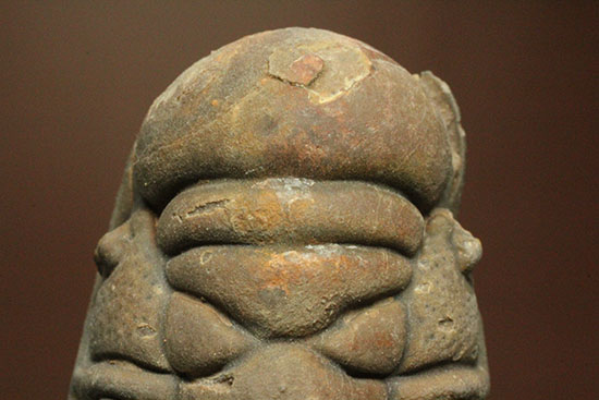 古代のイモムシ三葉虫、クロタロセファルス・ギブス(Crotalocephalus gibbus)(その14)