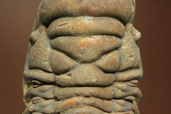 古代のイモムシ三葉虫、クロタロセファルス・ギブス(Crotalocephalus gibbus)(その15)