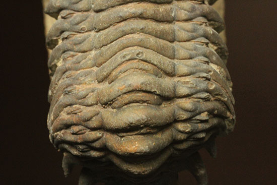 古代のイモムシ三葉虫、クロタロセファルス・ギブス（Crotalocephalus gibbus）（その16）