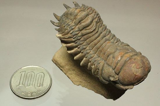 古代のイモムシ三葉虫、クロタロセファルス・ギブス（Crotalocephalus gibbus）（その17）