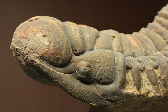 古代のイモムシ三葉虫、クロタロセファルス・ギブス（Crotalocephalus gibbus）（その3）