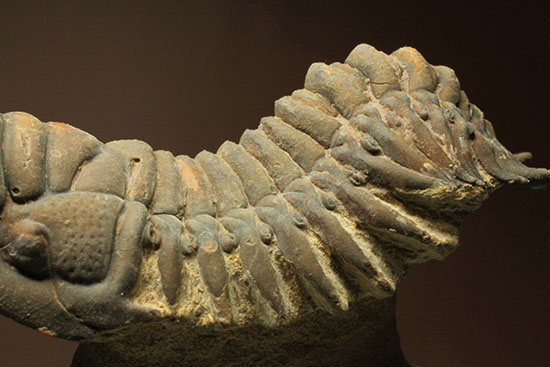 古代のイモムシ三葉虫、クロタロセファルス・ギブス（Crotalocephalus gibbus）（その4）