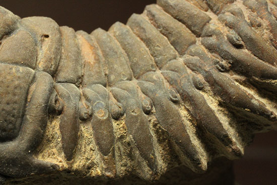 古代のイモムシ三葉虫、クロタロセファルス・ギブス（Crotalocephalus gibbus）（その6）