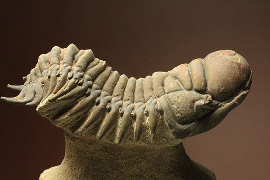 古代のイモムシ三葉虫、クロタロセファルス・ギブス（Crotalocephalus gibbus）（その7）