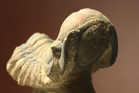 古代のイモムシ三葉虫、クロタロセファルス・ギブス(Crotalocephalus gibbus)(その8)