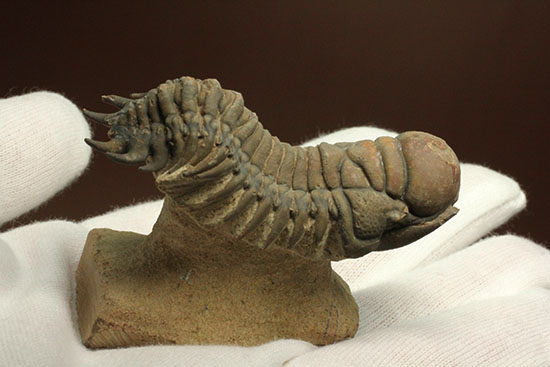 古代のイモムシ三葉虫、クロタロセファルス・ギブス(Crotalocephalus gibbus)(その9)