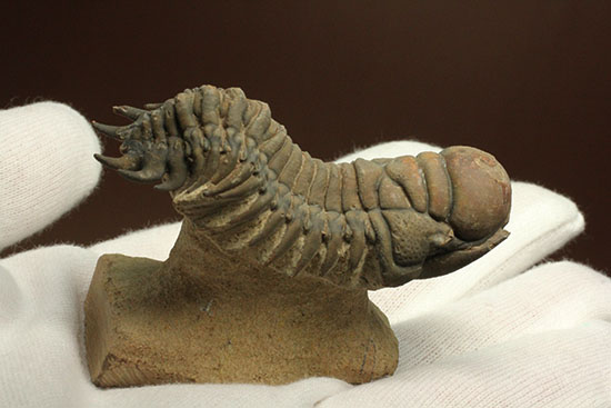 古代のイモムシ三葉虫、クロタロセファルス・ギブス（Crotalocephalus gibbus）（その9）