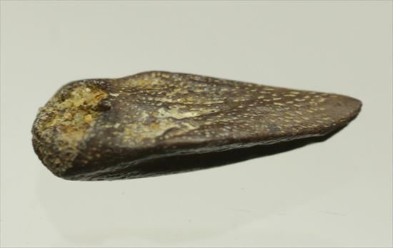  ダチョウもどきこと、ストルティオミムスの赤ちゃんの後肢の爪化石（その2）