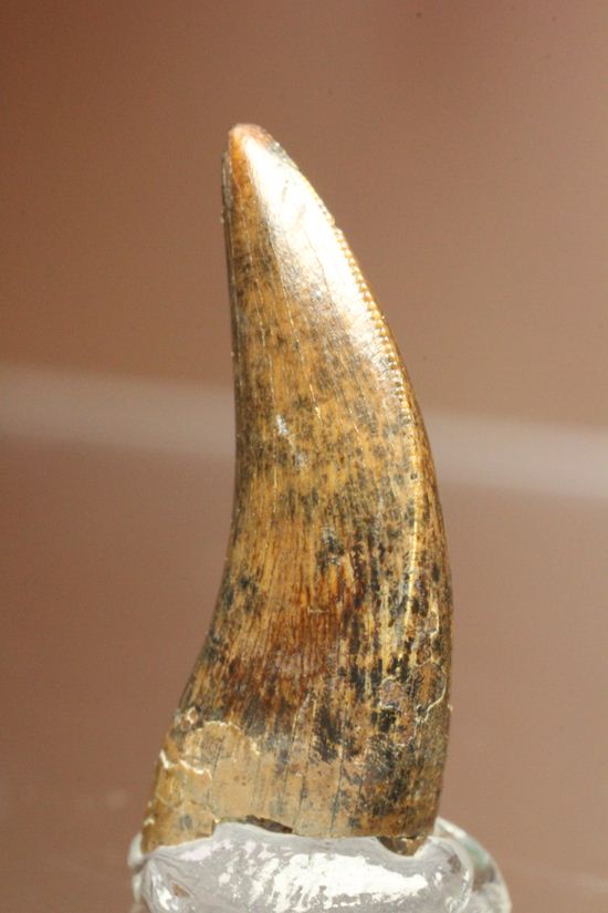 獣脚類コレクター把握すべし！鳥類に近い、ドロマエオサウルスの歯(Doromaeosaurus)（その3）