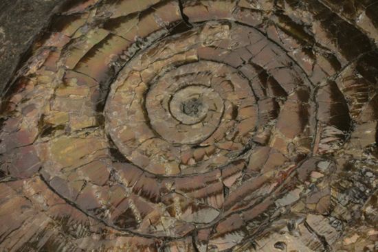丸いカットの母岩が特徴！イギリス産レア種フィロセラスプレート化石（その10）