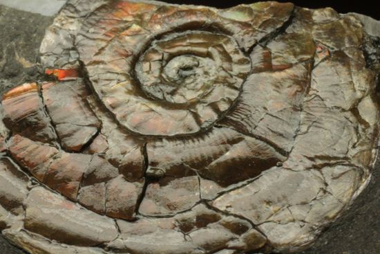 丸いカットの母岩が特徴！イギリス産レア種フィロセラスプレート化石（その12）