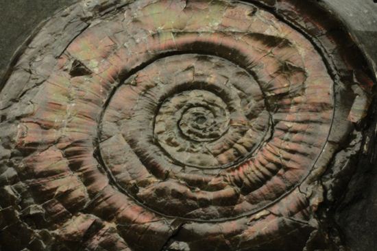 丸いカットの母岩が特徴！イギリス産レア種フィロセラスプレート化石（その13）