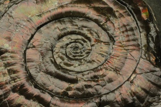 丸いカットの母岩が特徴！イギリス産レア種フィロセラスプレート化石（その14）