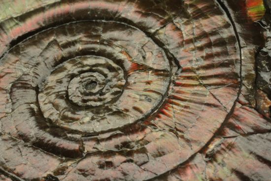 丸いカットの母岩が特徴！イギリス産レア種フィロセラスプレート化石（その15）