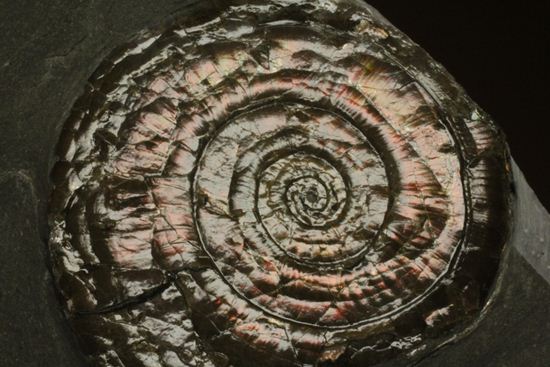 丸いカットの母岩が特徴！イギリス産レア種フィロセラスプレート化石（その2）