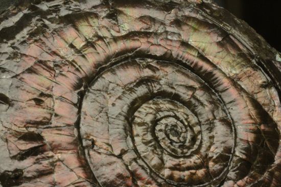 丸いカットの母岩が特徴！イギリス産レア種フィロセラスプレート化石（その3）