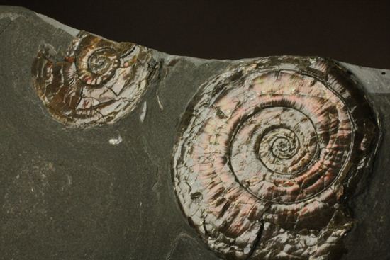 丸いカットの母岩が特徴！イギリス産レア種フィロセラスプレート化石（その4）