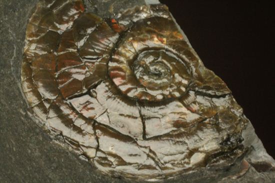 丸いカットの母岩が特徴！イギリス産レア種フィロセラスプレート化石（その5）