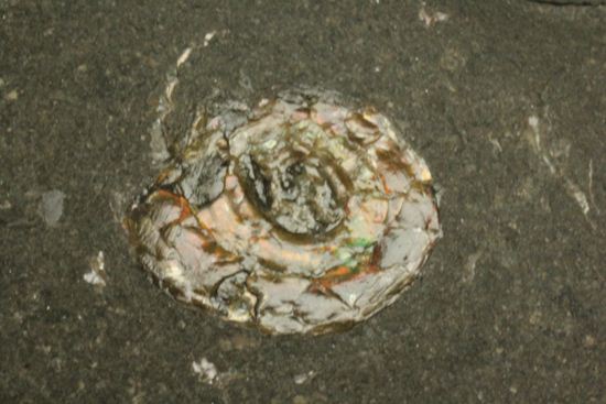 丸いカットの母岩が特徴！イギリス産レア種フィロセラスプレート化石（その6）