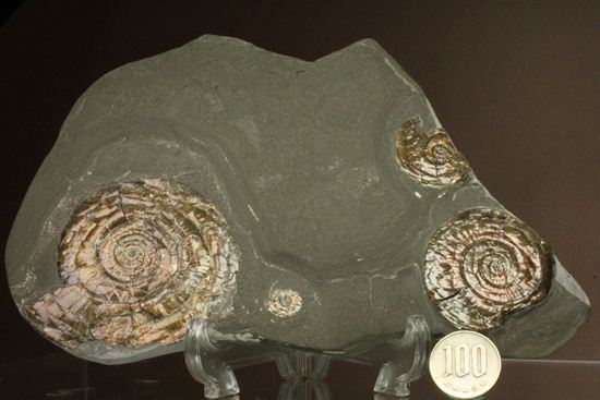丸いカットの母岩が特徴！イギリス産レア種フィロセラスプレート化石（その7）