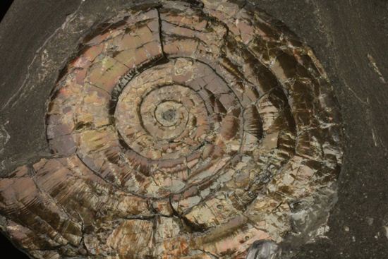 丸いカットの母岩が特徴！イギリス産レア種フィロセラスプレート化石（その9）